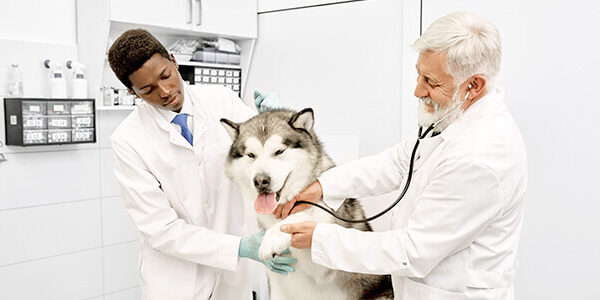 How much do vet techs make