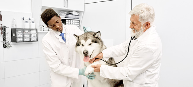 How much do vet techs make